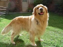 Perros Golden (2)