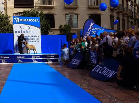 APRENDIZAJE, DIVERSIÓN Y SOLIDARIDAD EN LA PASARELA ANIMAL DE MI MASCOTA 2014, EN LA PLAZA DE LA CONSTITUCIÓN DE MÁLAGA