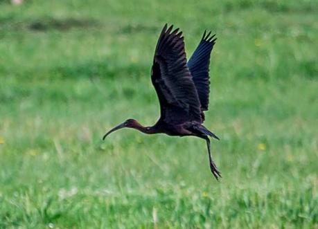Morito por los prados