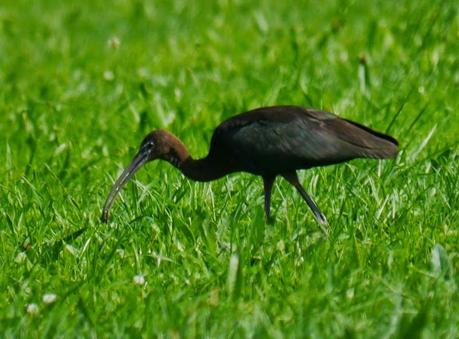 Morito por los prados