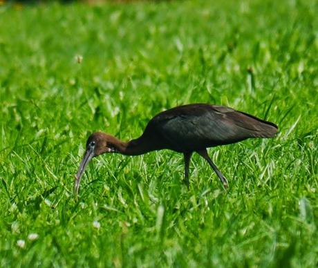 Morito por los prados