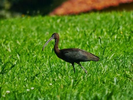 Morito por los prados