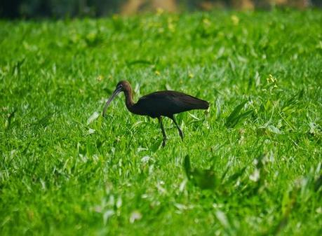 Morito por los prados