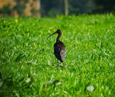 Morito por los prados
