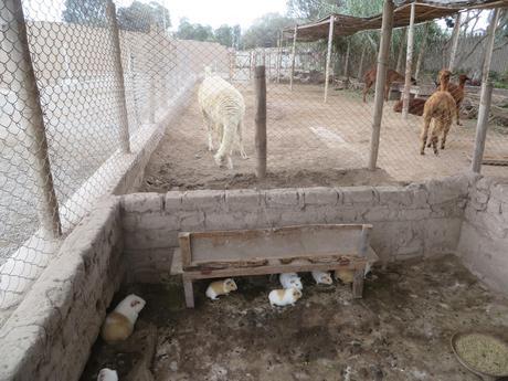 Huaca Pucllana, Pasado Preinca de Lima