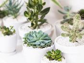 DECO: Flores Plantas