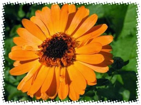 La Calendula : Propiedades y Usos