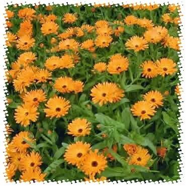 La Calendula : Propiedades y Usos