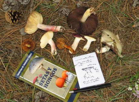 A ver más que a recoger setas