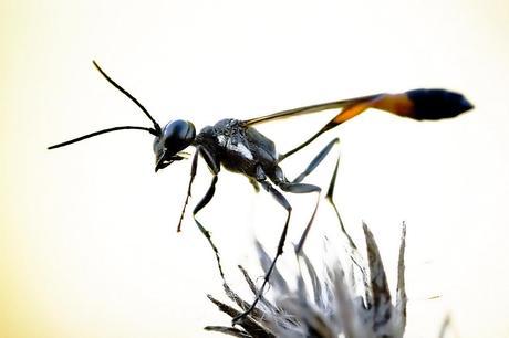 Para ampliar Ammophila sp hacer clic