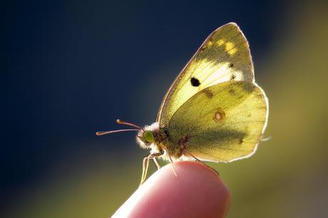 Colias alfacariensis (Ribbe, 1905) Colias de Berger