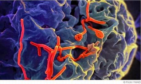 Virólogos rusos planean presentar vacunas para el ébola en un plazo de 6 meses.