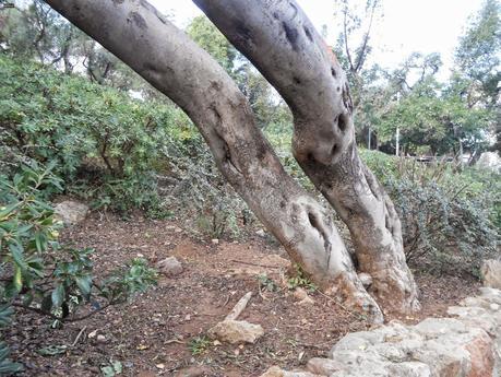 LA FAMILIA GIL,Y EL TURÓ D'EN GIL; (PARC DE MONTEROLS) 1ª, PARTE, BARCELONA, 12-10-2014...!!! LA FAMILIA GIL,Y EL TURÓ D'EN GIL; (PARC DE MONTEROLS) 1ª, PARTE, BARCELONA, 12-10-2014...!!!