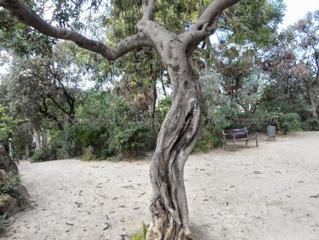 LA FAMILIA GIL,Y EL TURÓ D'EN GIL; (PARC DE MONTEROLS) 1ª, PARTE, BARCELONA, 12-10-2014...!!! LA FAMILIA GIL,Y EL TURÓ D'EN GIL; (PARC DE MONTEROLS) 1ª, PARTE, BARCELONA, 12-10-2014...!!!
