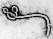 Ébola, virus tendrá cura hasta 2015