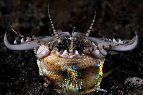 27 Increíbles criaturas del océano que parecen de ciencia ficción (2)