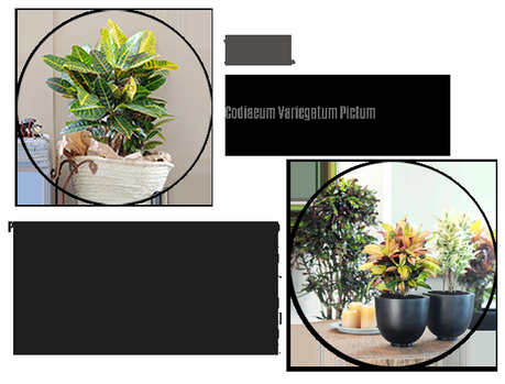 plantas interior resistentes, todo el año homepersonalshopper