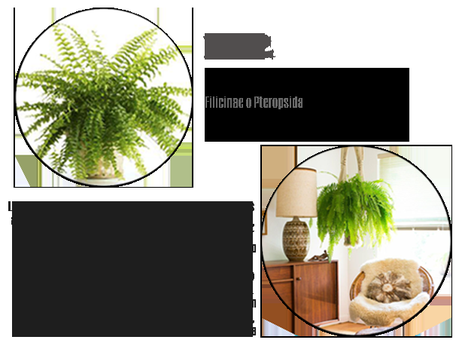 plantas interior resistentes, todo el año homepersonalshopper