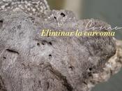 Cómo eliminar carcoma