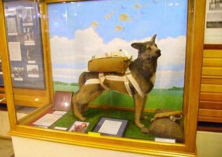 Los perros paracaidistas