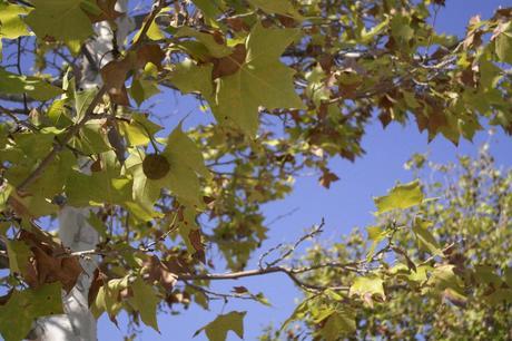 CLASSY PEARLS CLASSY PEARLS