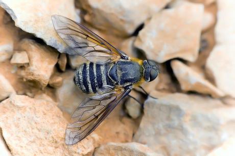Para ampliar Villa sp. (Lioy, 1864) hacer clic