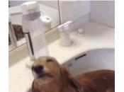 VÍDEO: Nunca habrás visto perro disfrutar ducha