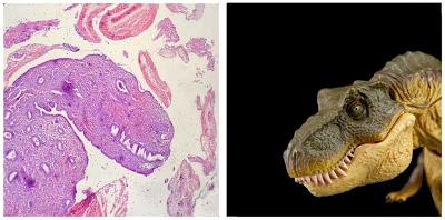 ¡Sorpresa en el microscopio!