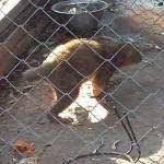 En pésimas condiciones animales del Parque Tangamanga I