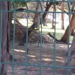 En pésimas condiciones animales del Parque Tangamanga I