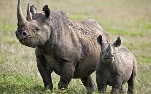 ¿Es cierto que los rinocerontes apagan fuegos?