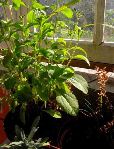 ¿Por qué lo llaman stevia cuando en realidad lleva otras muchas cosas?