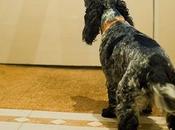 timbre, perro conductas ansiosas
