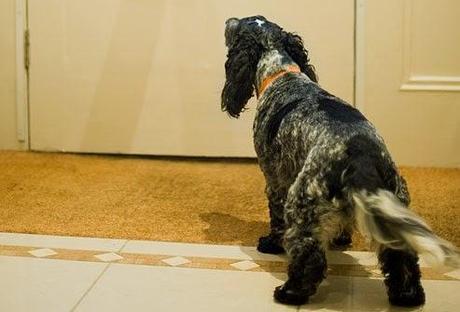 El timbre, tu perro y las conductas ansiosas