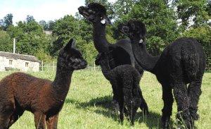 Pasarás por una granja de alpacas...sí, sí, alpacas