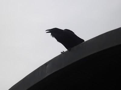 La Völva:Los Cuervos en Islandia