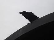 Völva:Los Cuervos Islandia