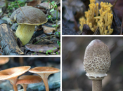 Setas Serra Collserola. Barcelona