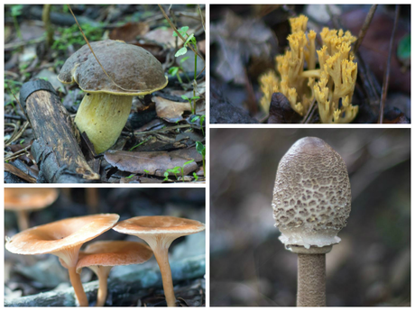 Setas en la Serra de Collserola. Barcelona