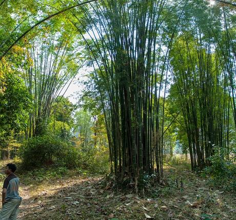 PANORÁMICAS DE ASIA; INDIA, NEPAL, TAILANDIA, LAOS Y CAMBOYA II