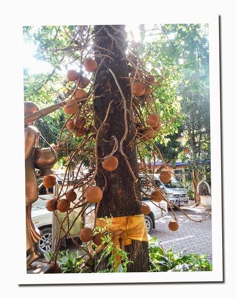 CURIOSIDADES DE TAILANDIA