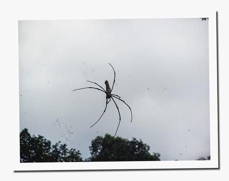 CURIOSIDADES DE TAILANDIA