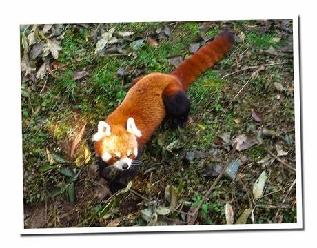 Red Panda