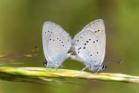 Para ampliar Cupido minimus (Fuessly, 1775) Duende oscuro hacer clic