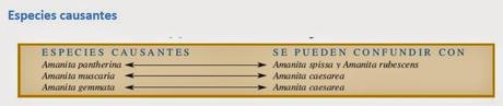 Elige bien a tu comensal... hoy con ácido iboténico, muscimol y muscazona.