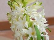 Plantas interior otras:jacinto