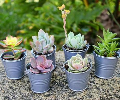 My Wedding Inspiration: cactus para tu boda...