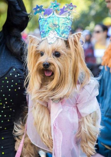 HALLOWEEN: Disfraces para Perros!