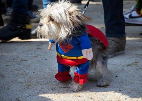 HALLOWEEN: Disfraces para Perros!