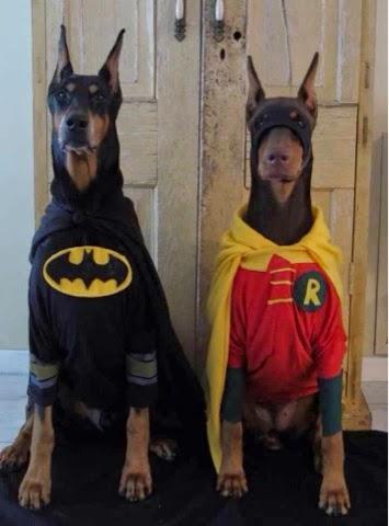 HALLOWEEN: Disfraces para Perros!